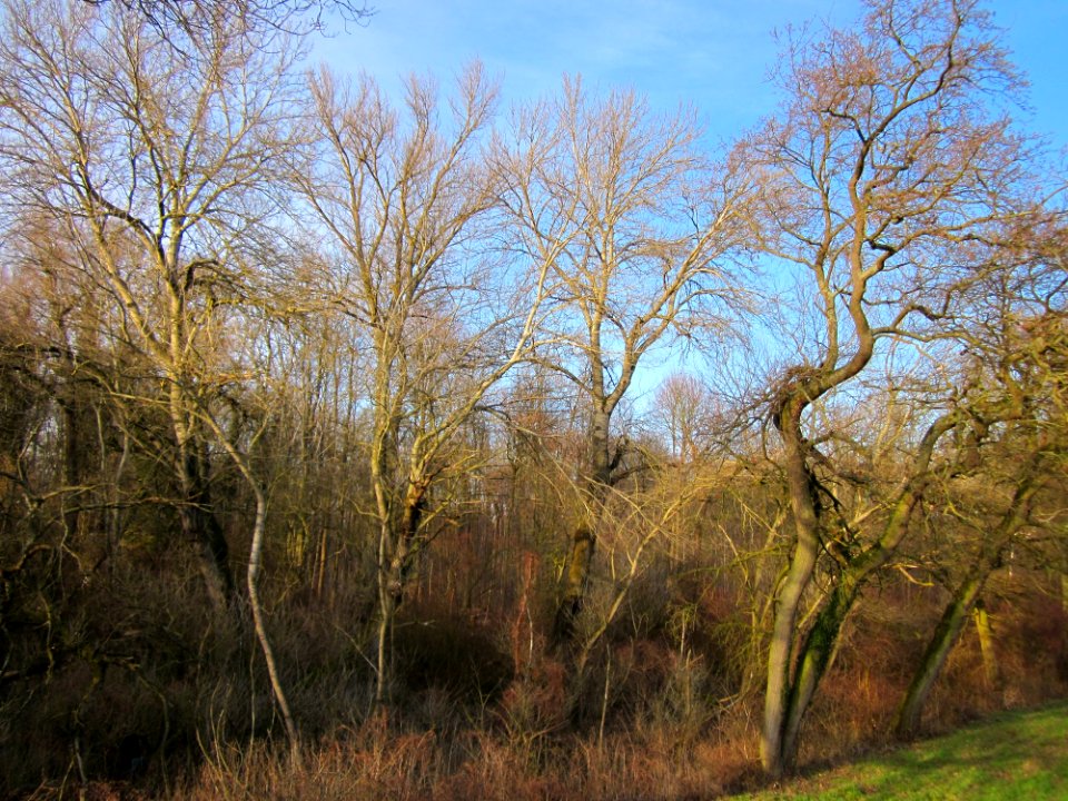 20130210Tongrube_Neuwiesen5