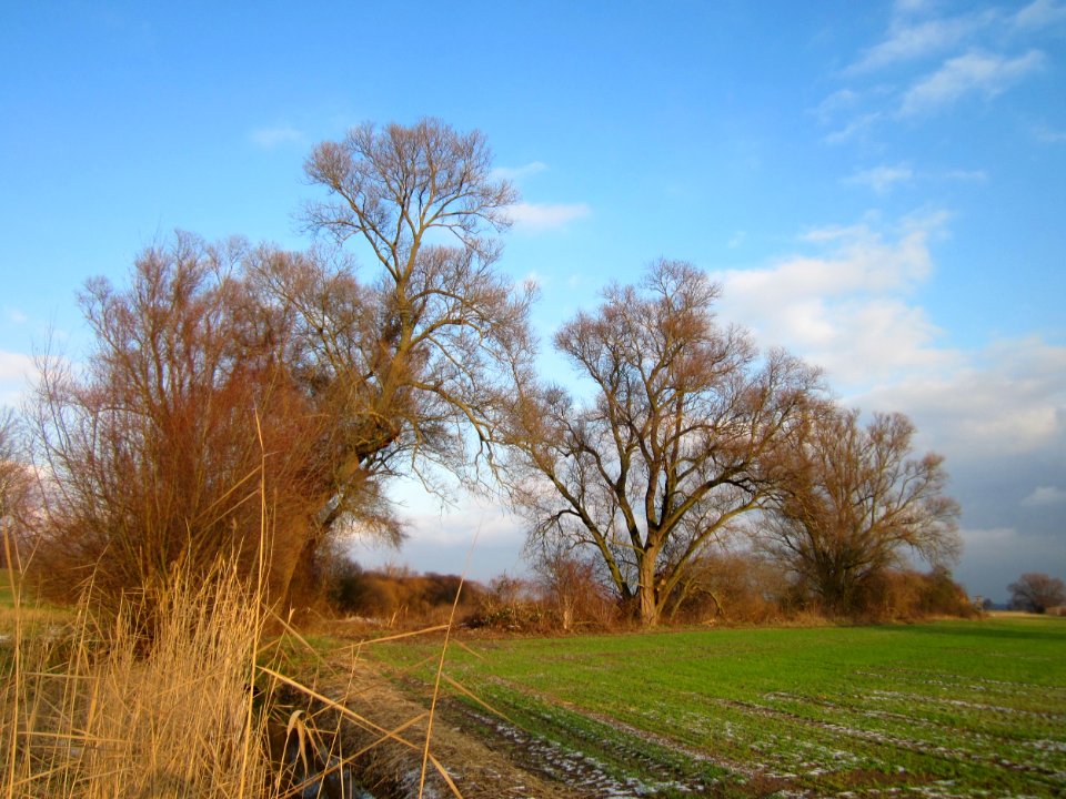 20130114Matthaeuswiesen6