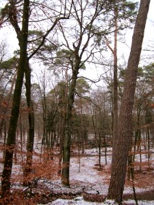 20130113Fagus_sylvatica3