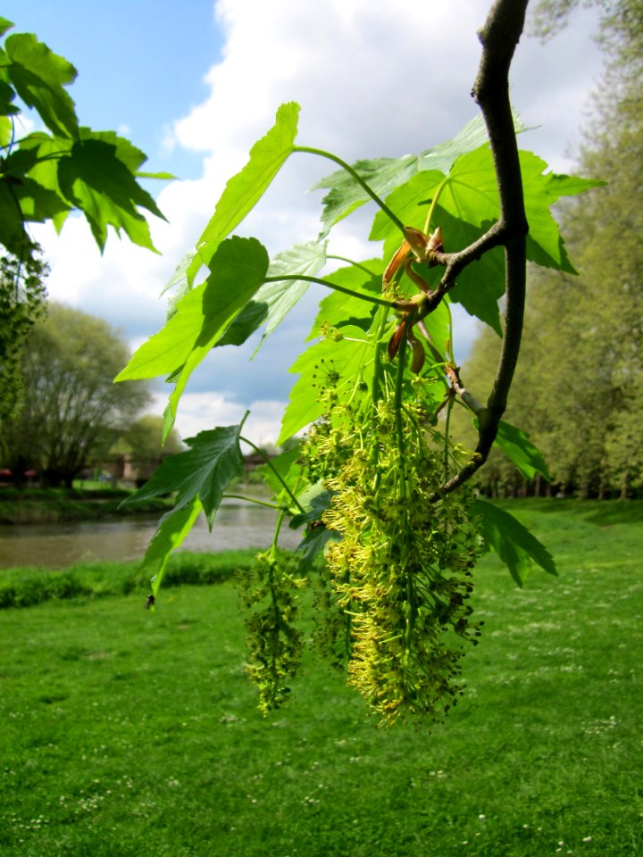 20130507Bergahorn_Staden2