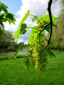 20130507Bergahorn_Staden2