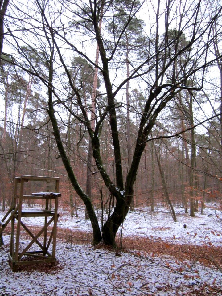 20130113Hainbuche_Reilinger_Eck1