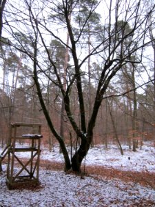 20130113Hainbuche_Reilinger_Eck1