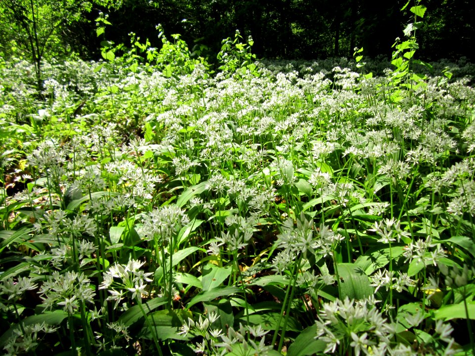 20130505Allium_ursinum1