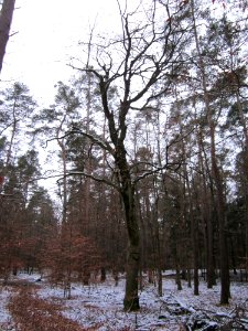 20130113Fagus_sylvatica1