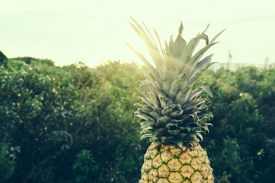 Pineapple plants trees