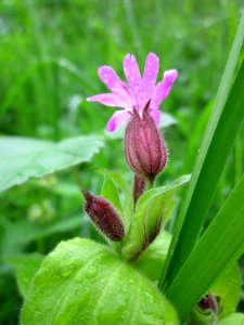 20130504Rote_Lichtnelke_Schwetzinger_Hardt3