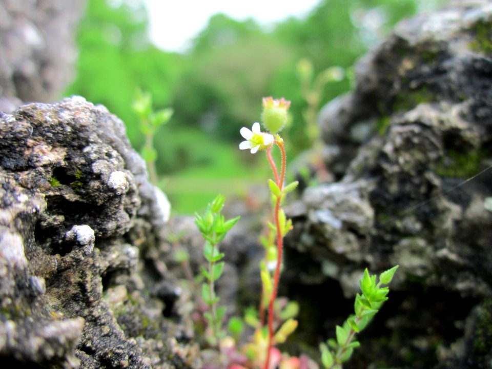 20130504Saxifraga_tridactylites1