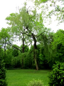 20130504Arboretum_Schwetzingen