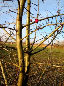 20130210Strauch_Hockenheimer_Rheinbogen1