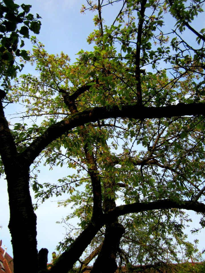20130504Blaues_Loch_Schwetzingen3
