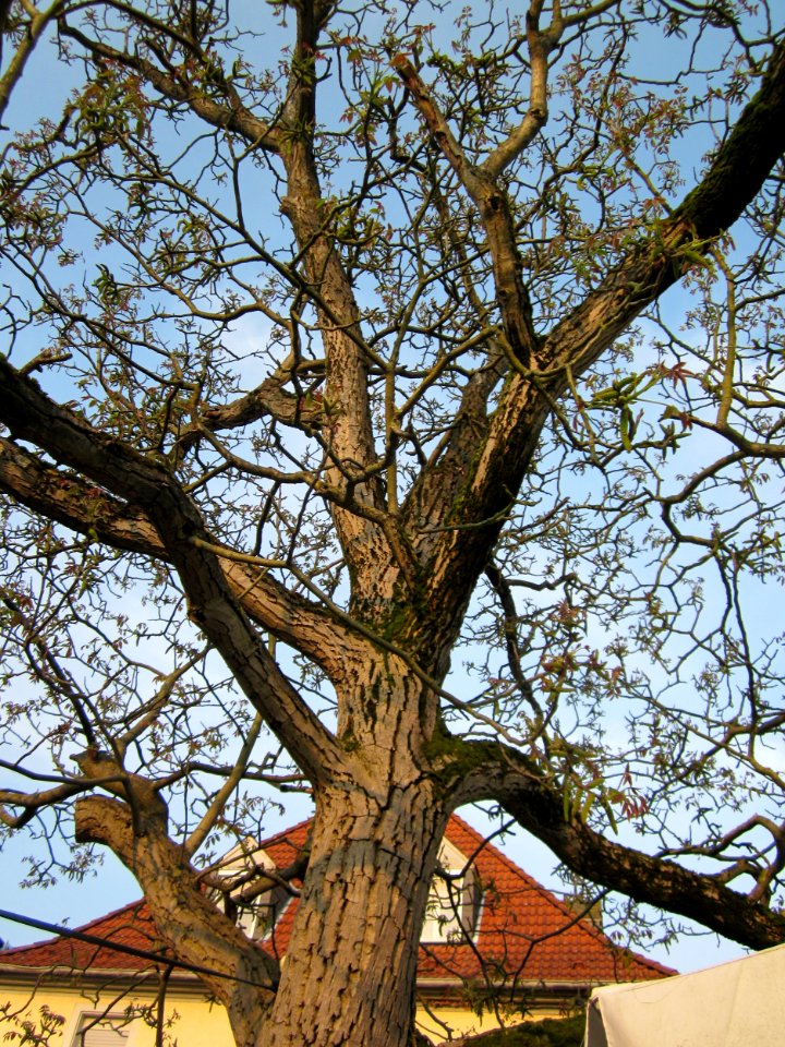 20130504Blaues_Loch_Schwetzingen4