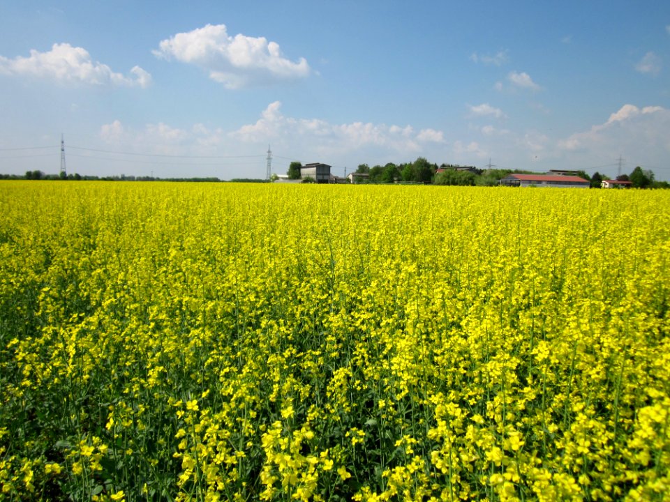 20130505Rapsfeld_Reilingen1