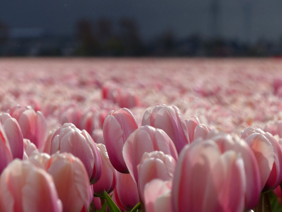 Bloom netherlands holland