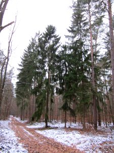 20130113Fichten_Reilinger_Eck1