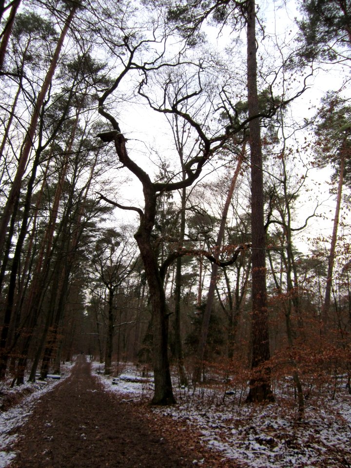 20130113Quercus_robur06
