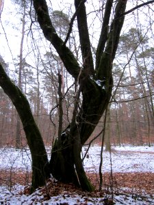 20130113Hainbuche_Reilinger_Eck3