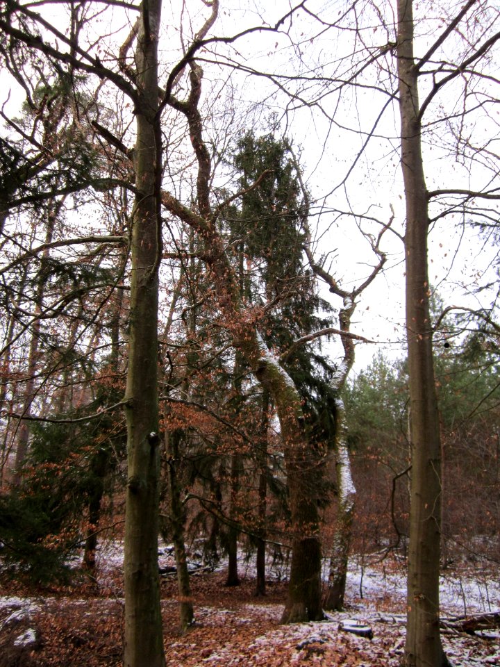 20130113Quercus_robur13