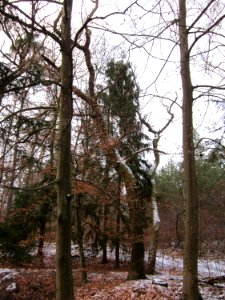 20130113Quercus_robur13