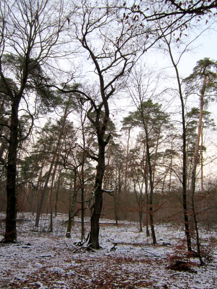 20130113Quercus_robur04