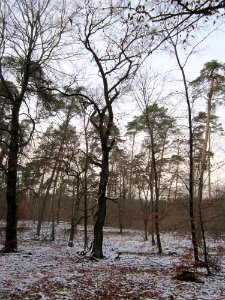 20130113Quercus_robur04