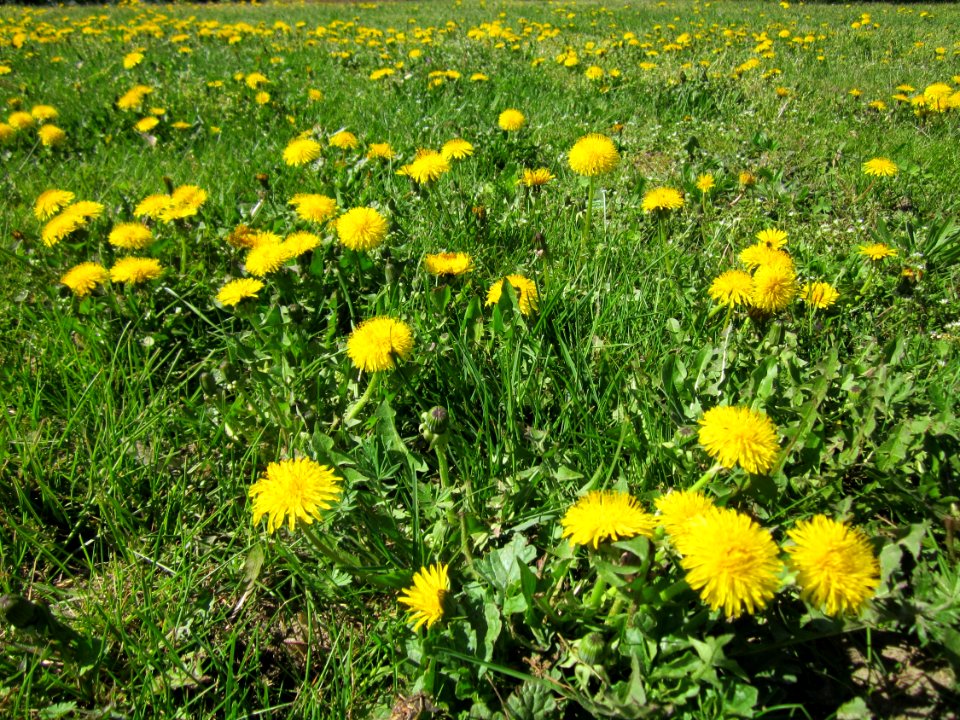 20130425Loewenzahn_Gartenschaupark_Hockenheim3