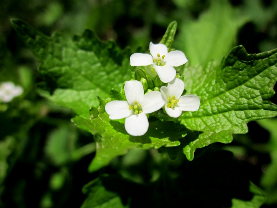 20130425Marlach19
