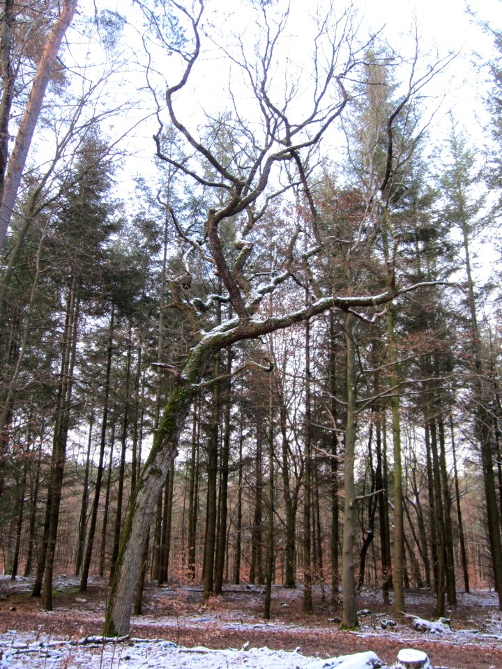 20130113Quercus_robur01