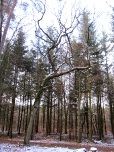 20130113Quercus_robur01