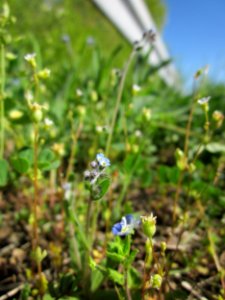 20130425Hockenheimer_Rheinbogen11