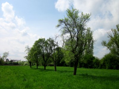 20130429Kirschen_Hockenheim