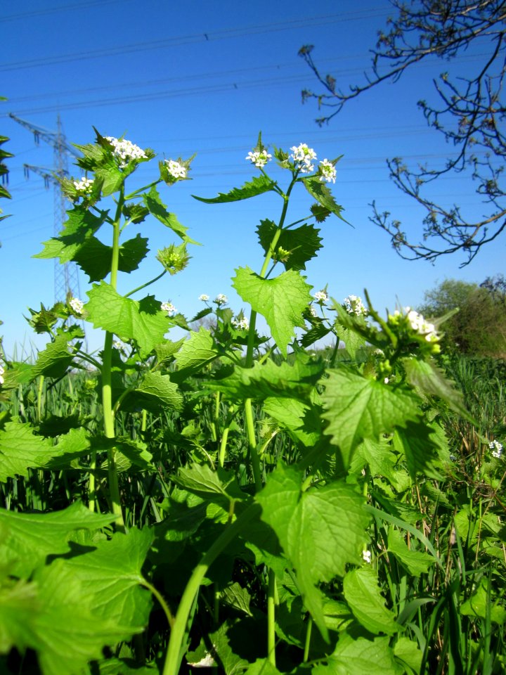 20130425Knoblauchsrauke_Hockenheim6
