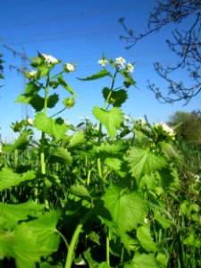 20130425Knoblauchsrauke_Hockenheim6