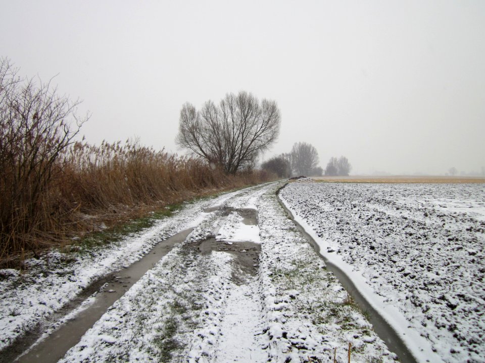 20130116Hockenheimer_Rheinbogen02