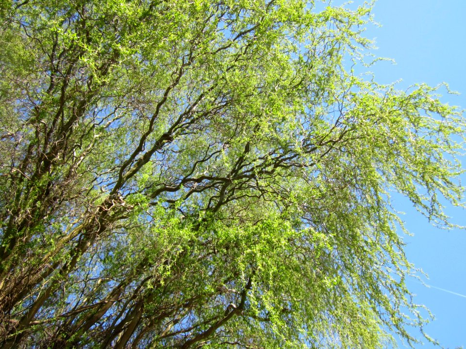 20130425Korkenzieherweide_Hockenheim2