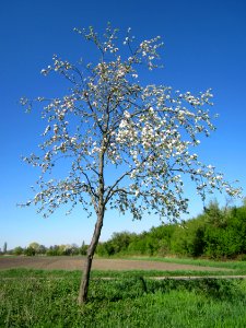 20130425Kirsche_Hockenheim1