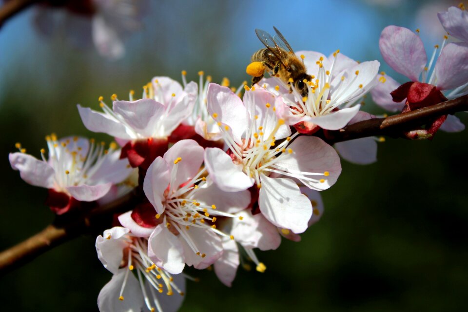 Flower pollen green
