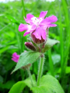 20130504Rote_Lichtnelke_Schwetzinger_Hardt1
