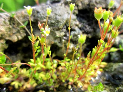 20130504Saxifraga_tridactylites3