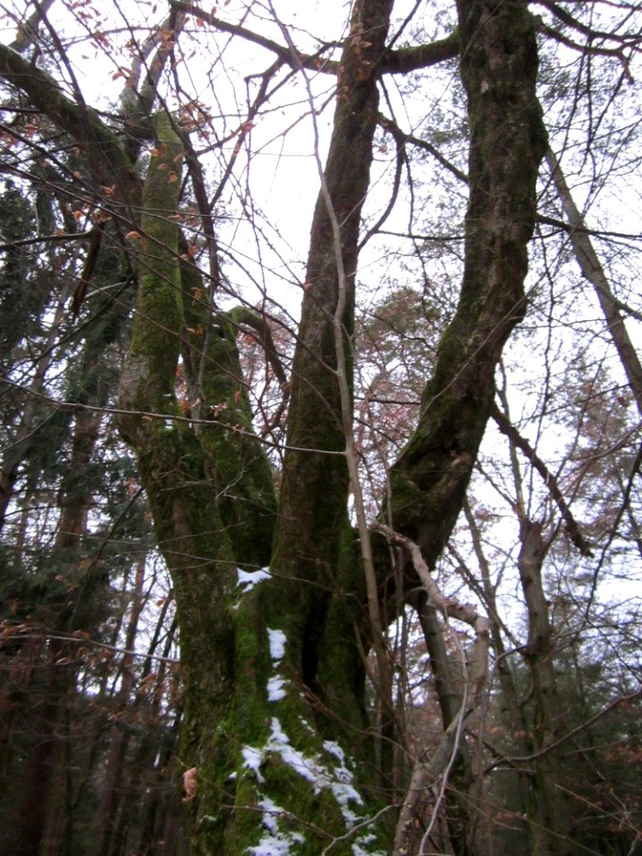 20130113Hainbuche_Reilinger_Eck6
