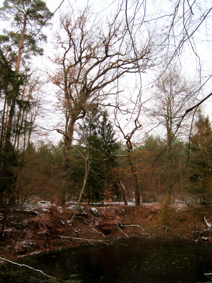 20130113Quercus_robur11