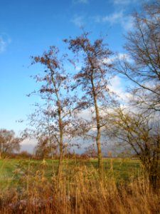 20130114Matthaeuswiesen3