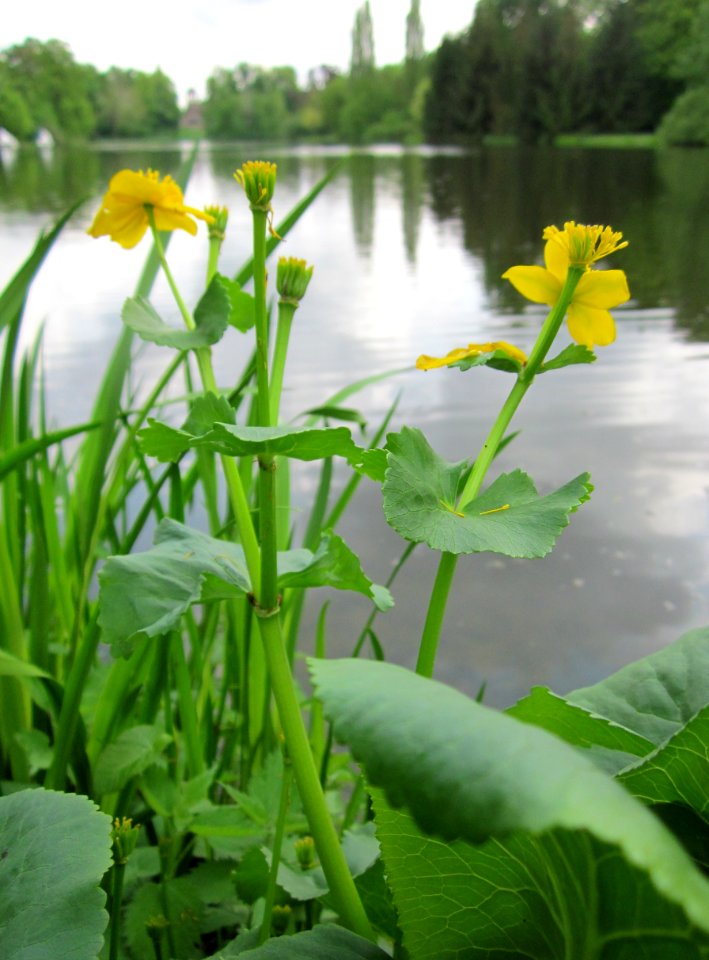 20130504Caltha_palustris1