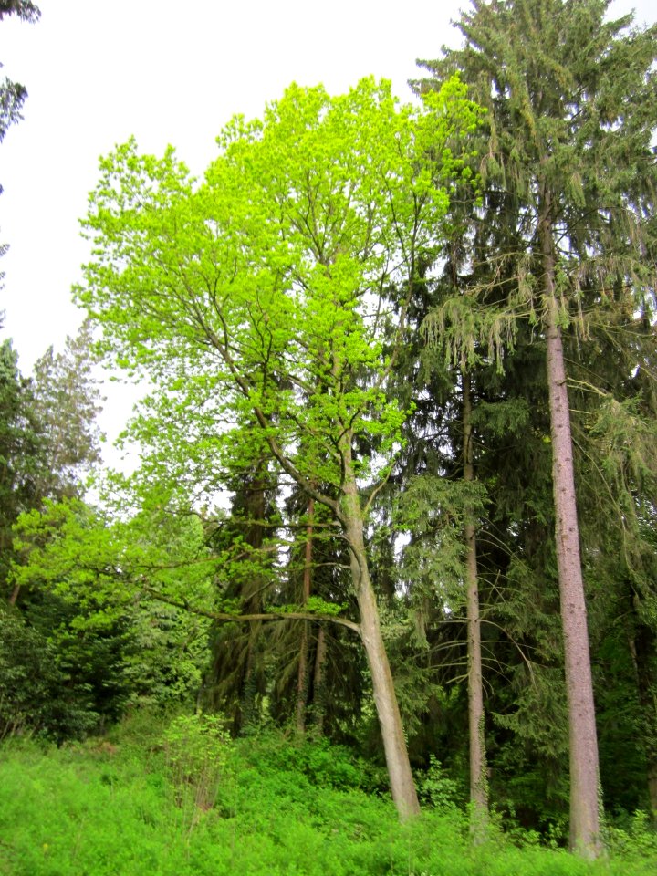 20130509Hauptfriedhof_Saarbruecken13