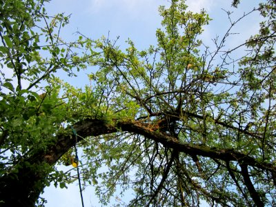 20130504Blaues_Loch_Schwetzingen2