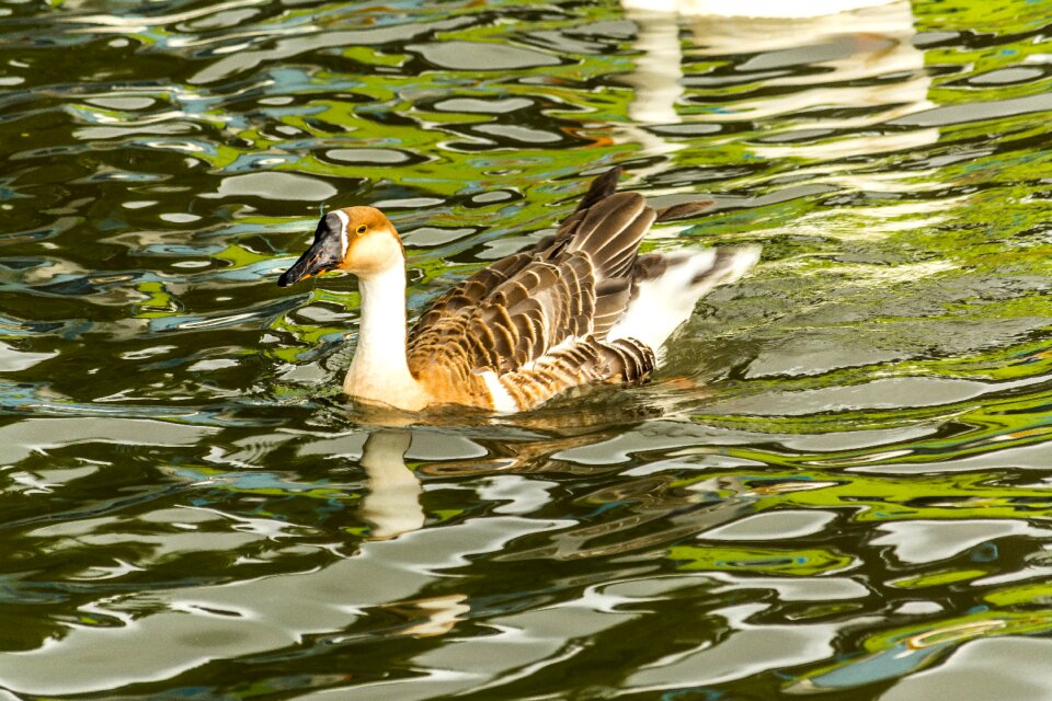 Floating duck swan bird