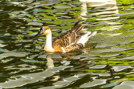 Floating duck swan bird photo