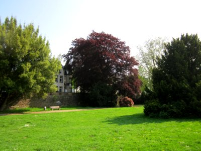 20130508Blutbuche_Staden5