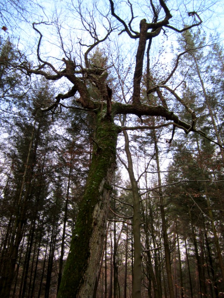 20130113Quercus_robur02