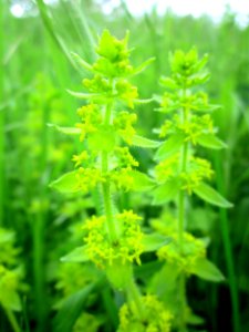 20130507Cruciata_laevipes2